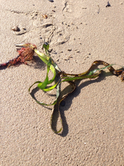 Zostera