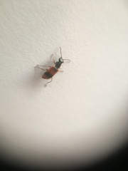 Anthocomus equestris