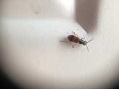 Anthocomus equestris