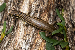 Heremites septemtaeniatus