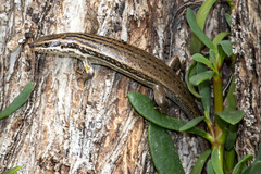 Heremites septemtaeniatus