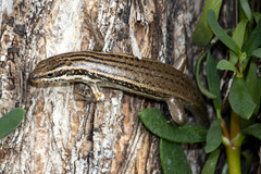 Heremites septemtaeniatus
