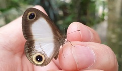 Acrophtalmia luzonica