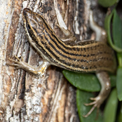 Heremites septemtaeniatus