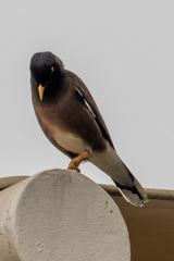 Acridotheres tristis