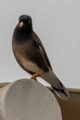 Acridotheres tristis