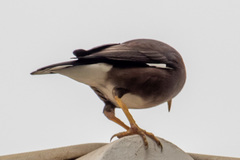 Acridotheres tristis