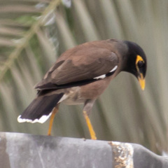 Acridotheres tristis