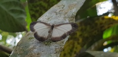 Acrophtalmia luzonica
