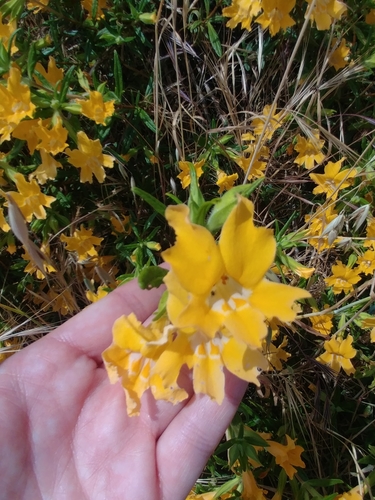 iNaturalist observation photo of southern bush monkeyflower
