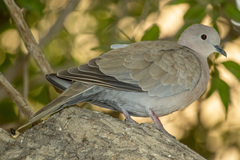 Streptopelia decaocto