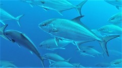 Seriola