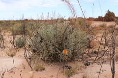 Banksia audax