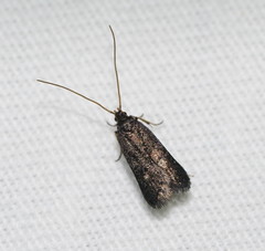 Lecithocera micromela