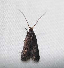 Lecithocera micromela