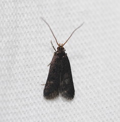 Lecithocera micromela