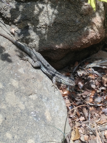 iNaturalist observation photo of Western Fence Lizard