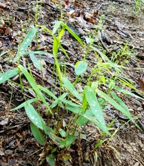 Dichanthelium latifolium
