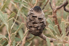 Banksia audax