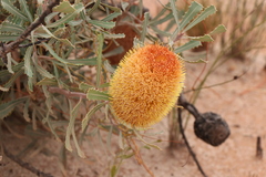 Banksia audax