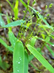 Dichanthelium latifolium