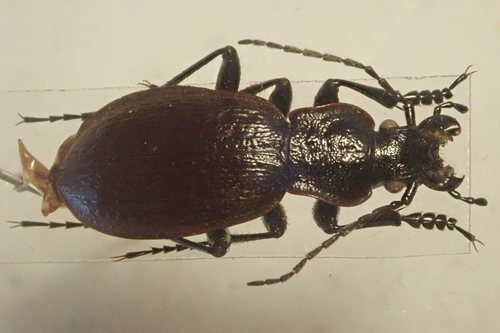 Carabus epsteini (Carabus epsteini)