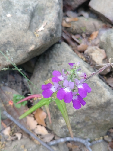 iNaturalist observation photo of Purple Chinese Houses