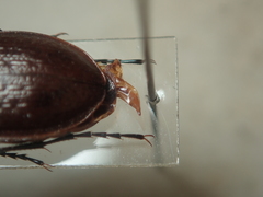 Carabus epsteini