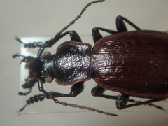 Carabus epsteini