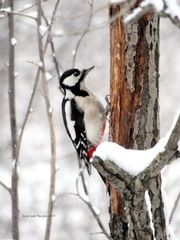 Dendrocopos major