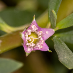 Sesuvium portulacastrum