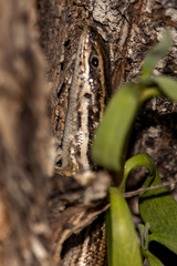 Heremites septemtaeniatus