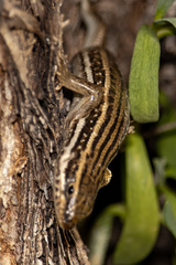 Heremites septemtaeniatus