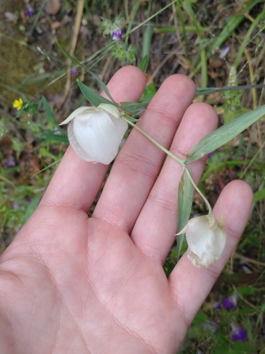 iNaturalist observation photo of White Globe Lily