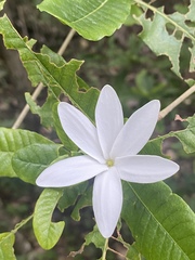 Gardenia scabrella