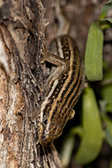 Heremites septemtaeniatus