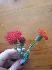 Kleinia fulgens