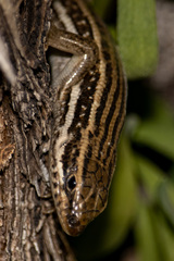 Heremites septemtaeniatus