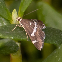 Spoladea recurvalis