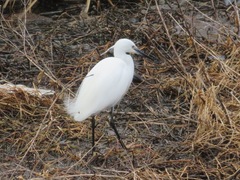 Egretta garzetta