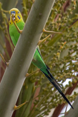 Melopsittacus undulatus domesticus