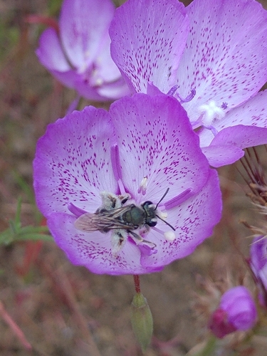 iNaturalist observation photo of Speckled Clarkia