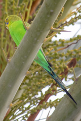 Melopsittacus undulatus domesticus