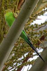 Melopsittacus undulatus domesticus