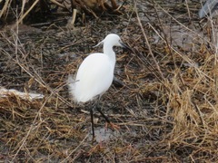 Egretta garzetta