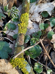 Xanthoria parietina