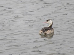 Podiceps cristatus