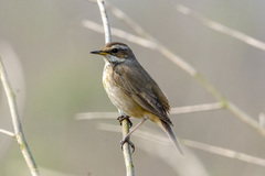 Luscinia svecica