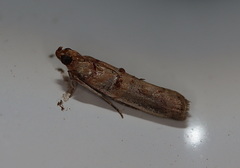 Hypargyria metalliferella