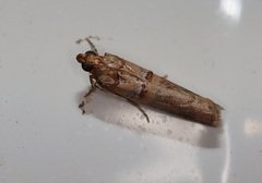 Hypargyria metalliferella